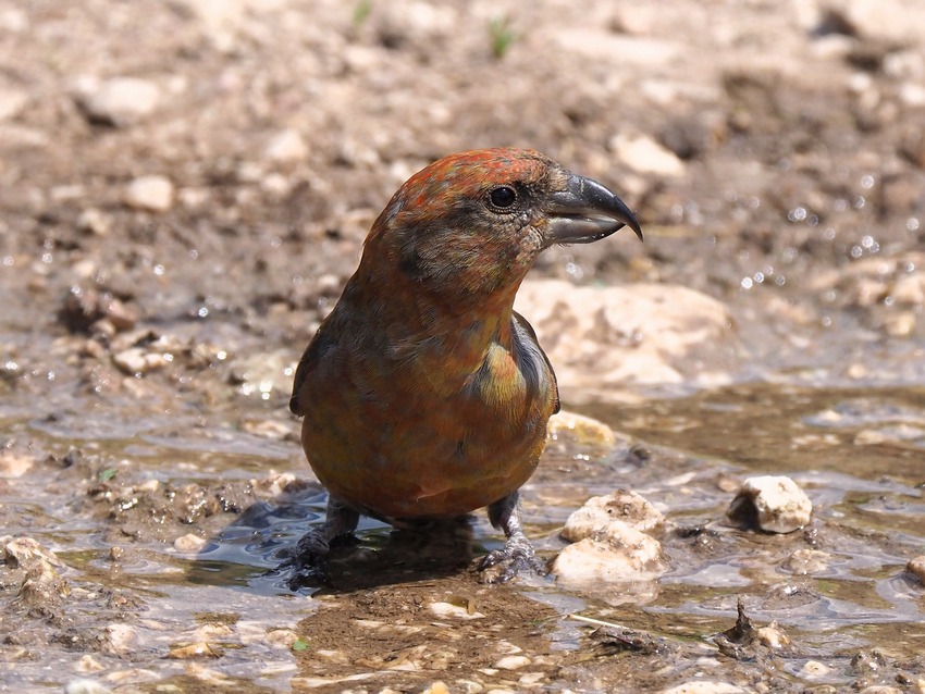 Crocieri   (Loxia curvirostra)