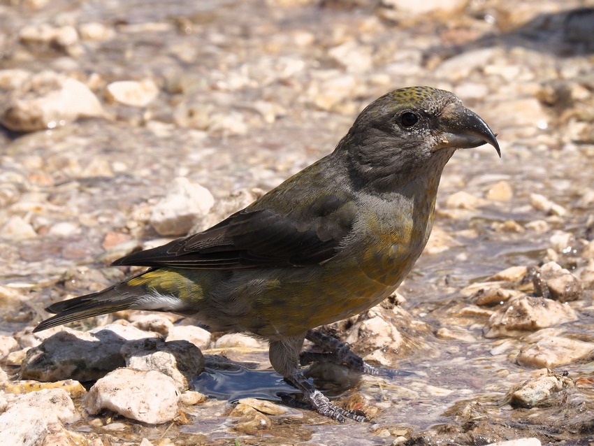 Crocieri   (Loxia curvirostra)