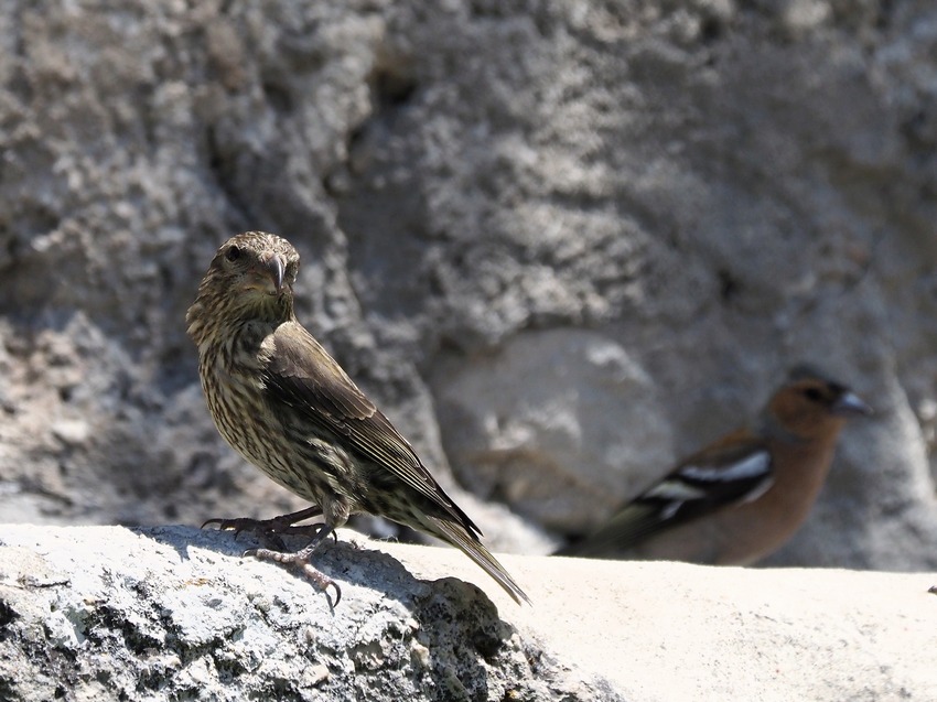 Crocieri   (Loxia curvirostra)