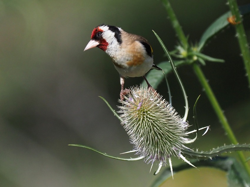 Cardellino (Carduelis carduelis)