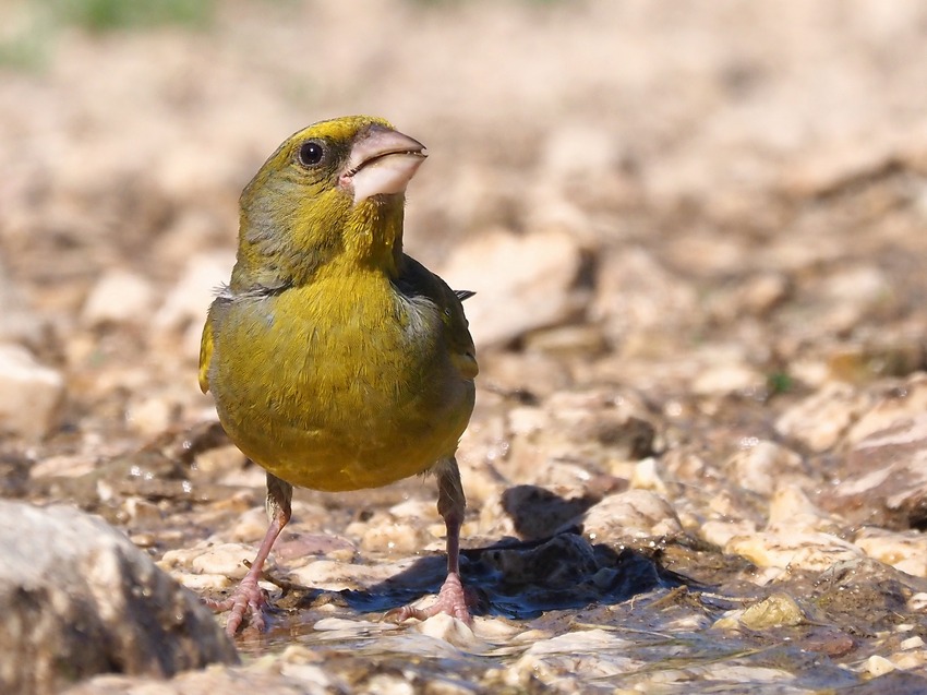 Verdone  (Chloris chloris)