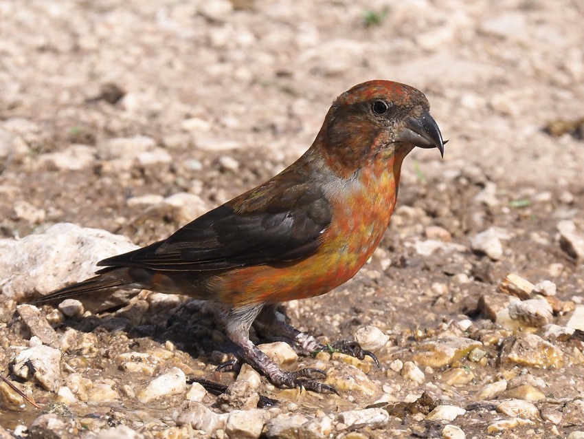 Crocieri   (Loxia curvirostra)