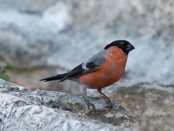 scorpacciata di Ciuffolotti ( Pyrrhula pyrrhula )