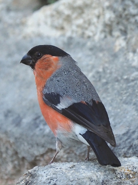 scorpacciata di Ciuffolotti ( Pyrrhula pyrrhula )