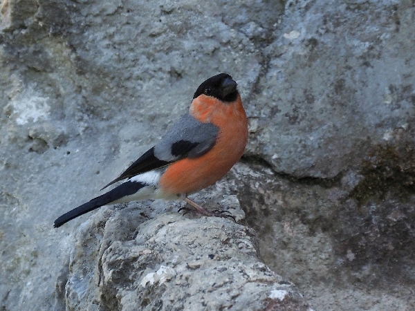 scorpacciata di Ciuffolotti ( Pyrrhula pyrrhula )