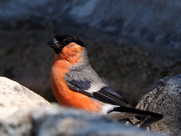 scorpacciata di Ciuffolotti ( Pyrrhula pyrrhula )