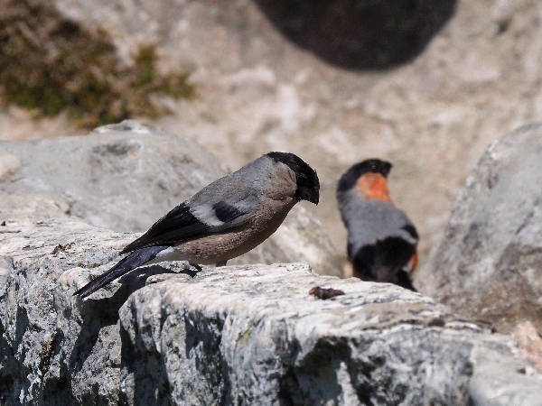 scorpacciata di Ciuffolotti ( Pyrrhula pyrrhula )