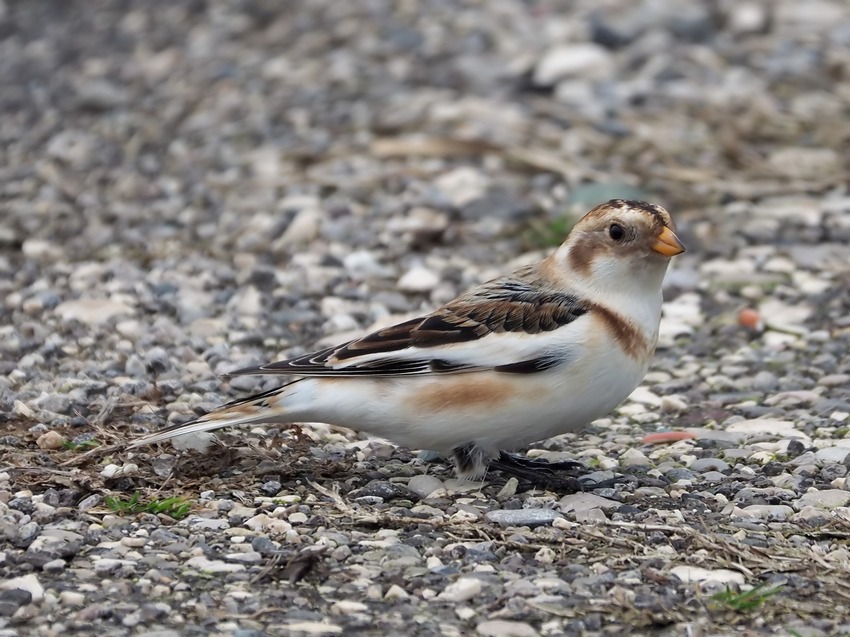 Zigolo delle nevi (Plectrophenax nivalis)