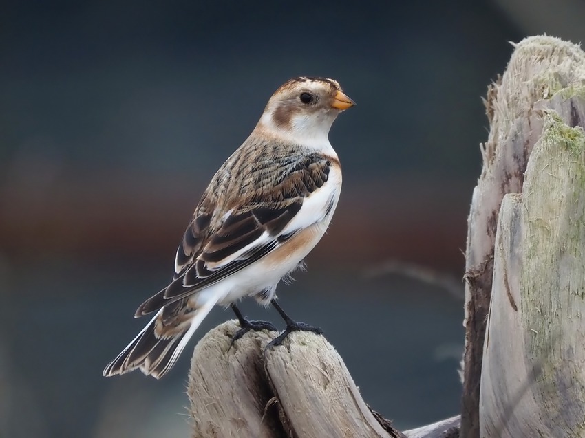 Zigolo delle nevi (Plectrophenax nivalis)