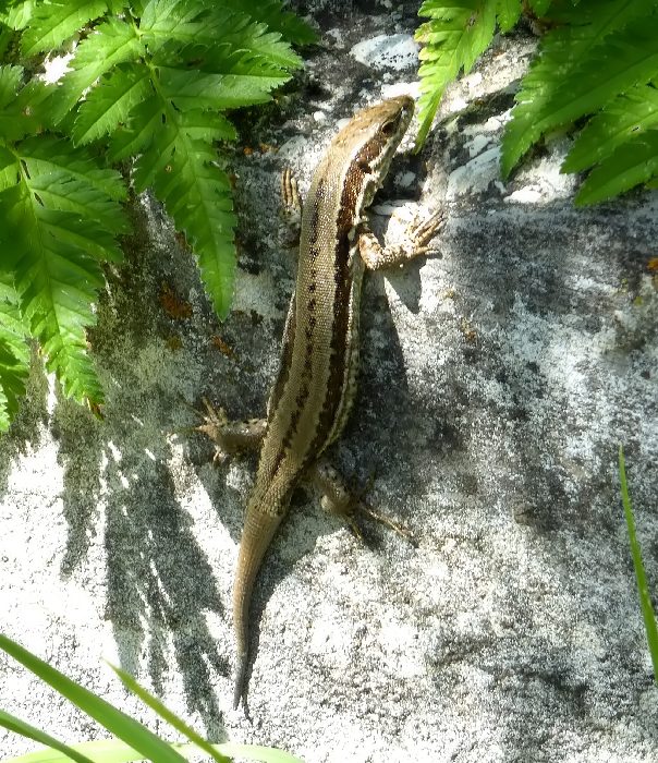 Podarcis muralis del Monte Pozzoni