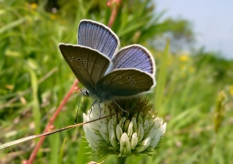 Farfalle del Subasio