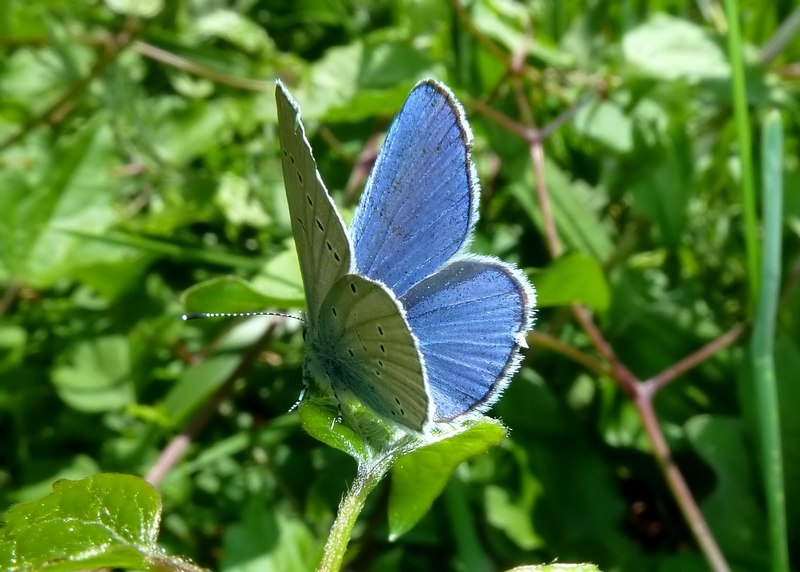 Farfalle del Subasio