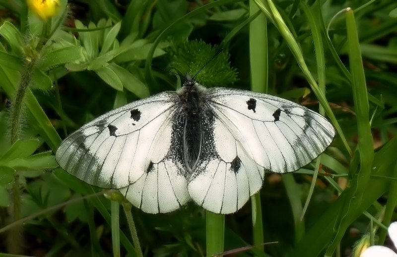 Farfalle del Subasio