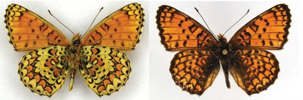 farfalla 2 - Melitaea ornata