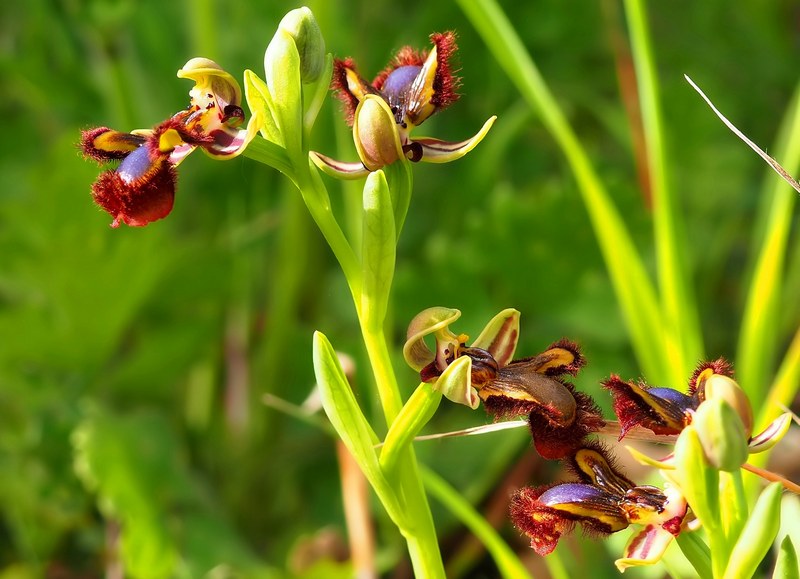 Ophrys speculum