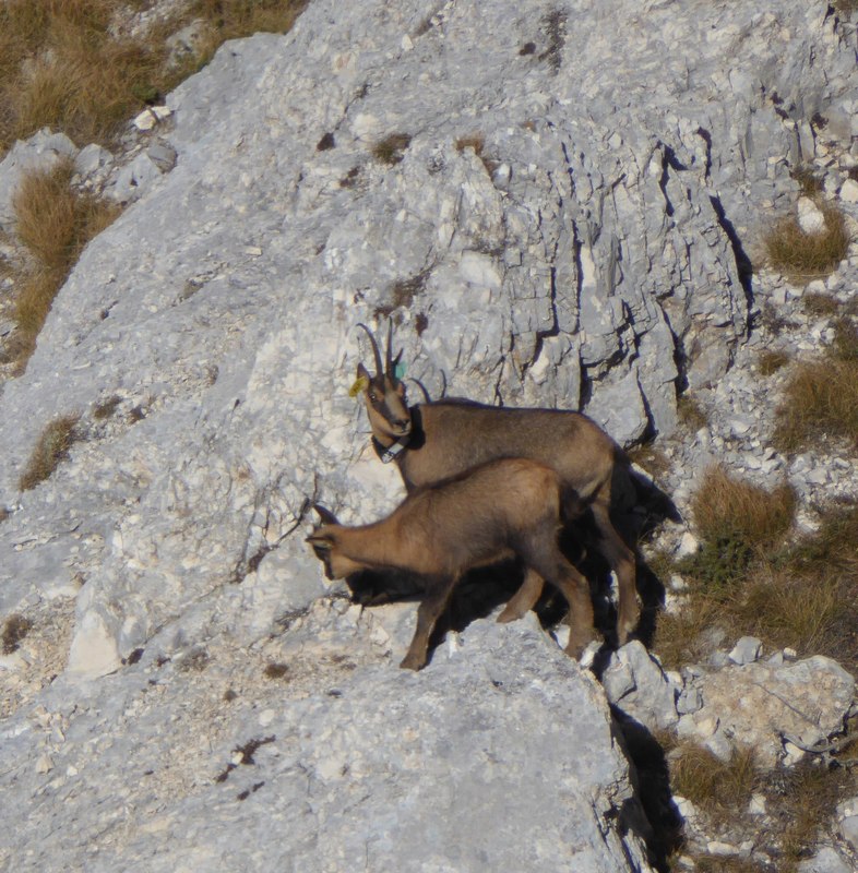 Camoscio appenninico - Rupicapra pyrenaica ornata