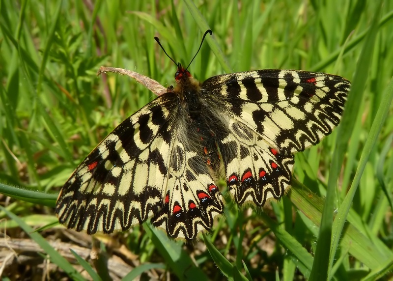 Alla ricerca della Melitaea ornata