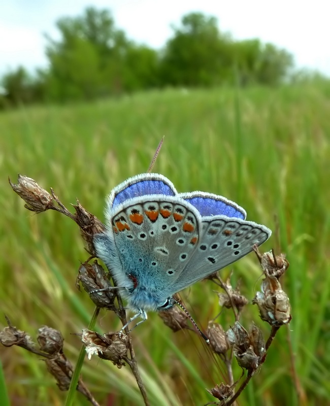 Alla ricerca della Melitaea ornata