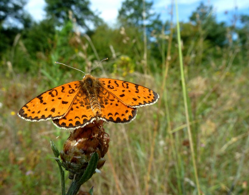 Alla ricerca della Lycaena dispar