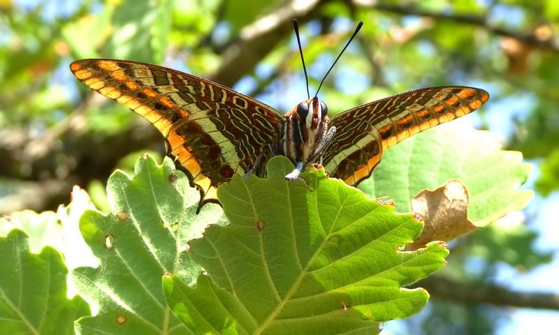 Farfalle del Subasio