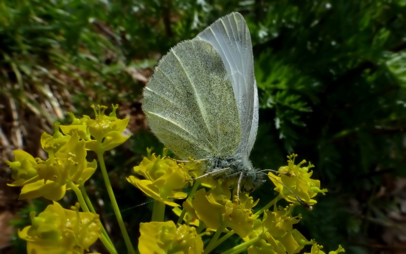 due pieridi.... - Pieris ergane e Pieris mannii