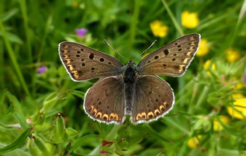 Boloria ,Cassandra & Co