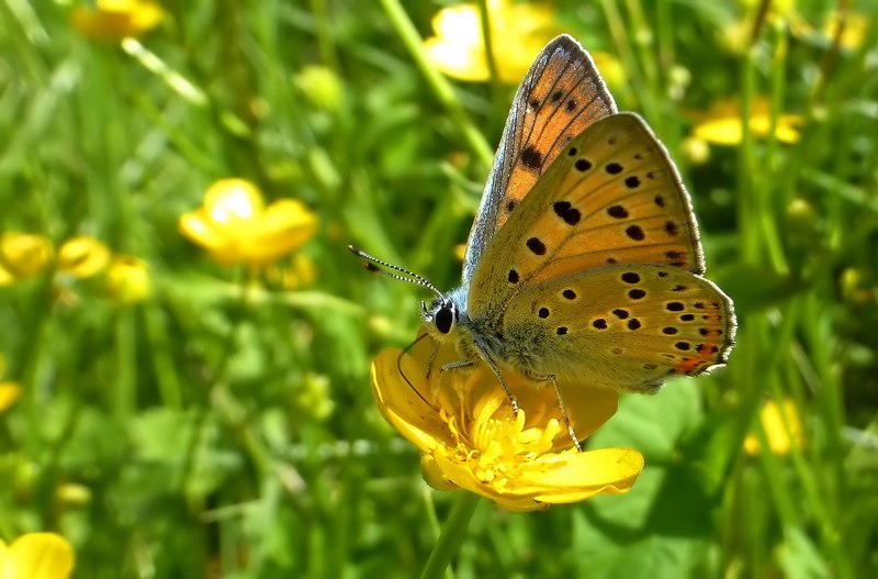 Lycaena alcyphron di pianura