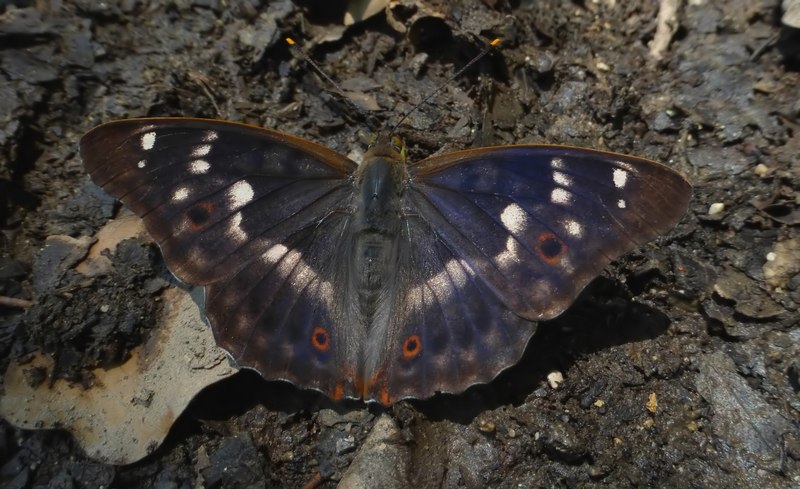 una fantastica Apatura ilia