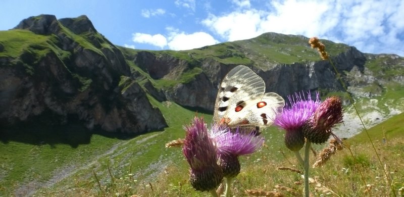 Apollo Marchigiane....