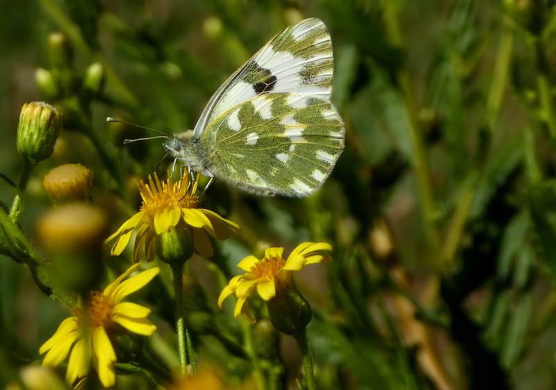 Pieridae di fine stagione....