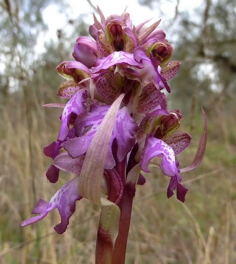 Himantoglossum robertianum...ultime fioriture