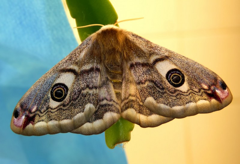 ..si Comincia : Saturnia pavoniella