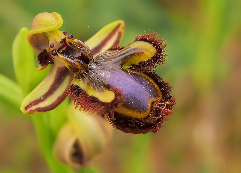 Ophrys speculum