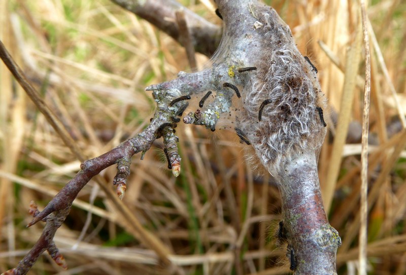 Eriogaster catax