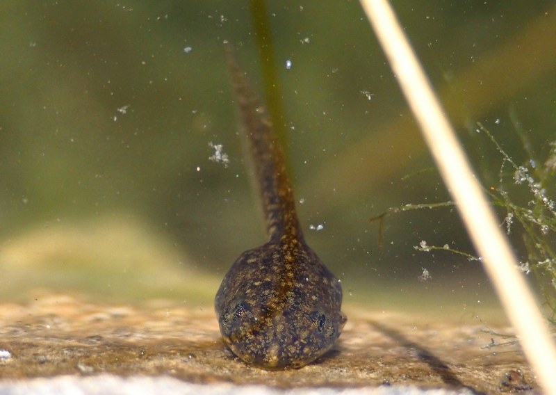 Larve in un fontanile - Lissotriton vulgaris, Pelophylax sp.