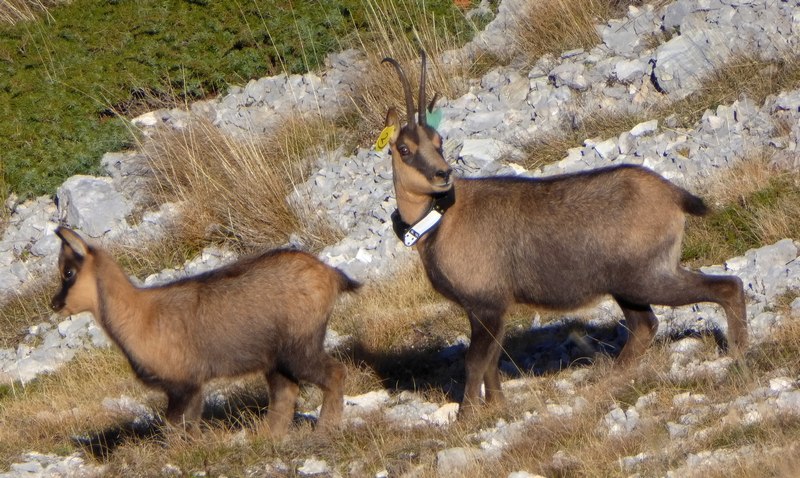 Camoscio appenninico - Rupicapra pyrenaica ornata