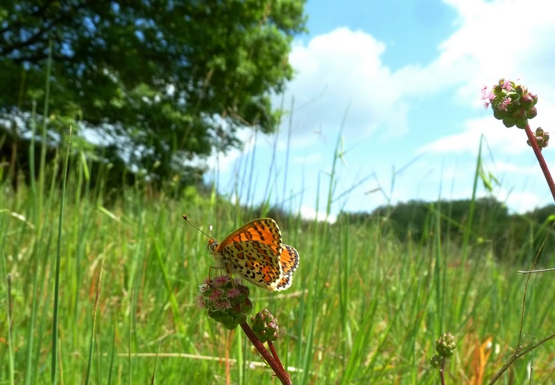 Alla ricerca della Melitaea ornata