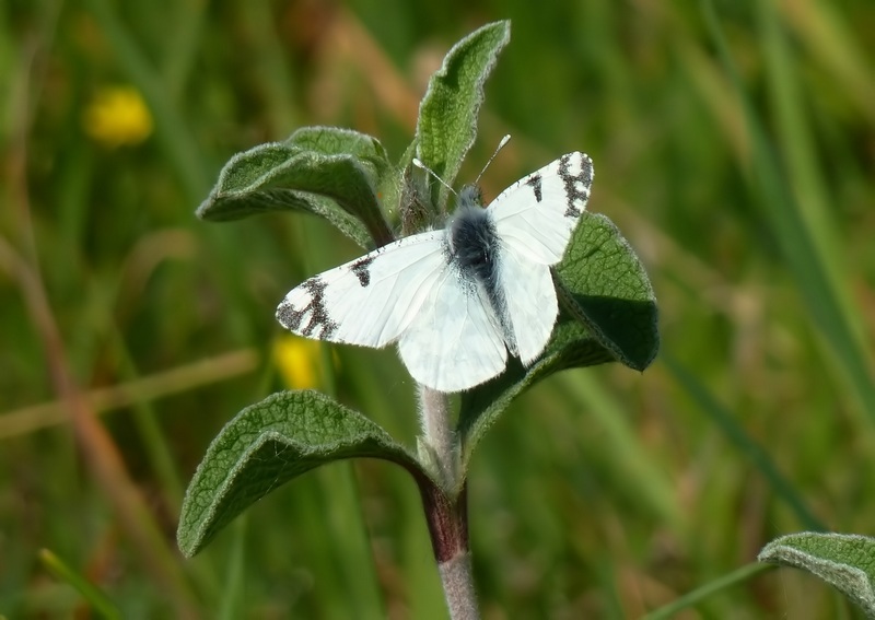 Alla ricerca della Melitaea ornata