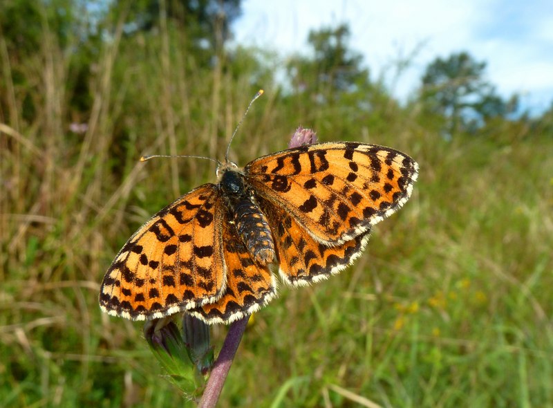 Alla ricerca della Lycaena dispar