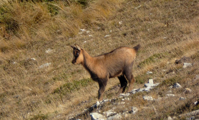 Camoscio appenninico - Rupicapra pyrenaica ornata