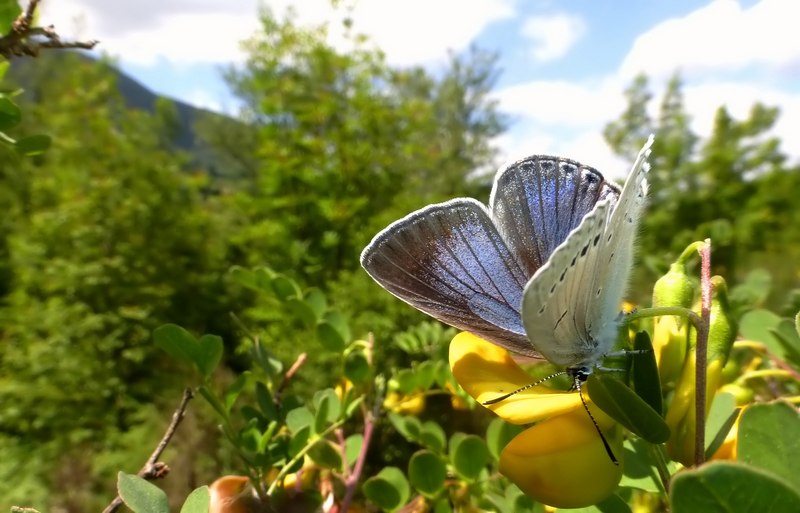 Farfalle del Subasio