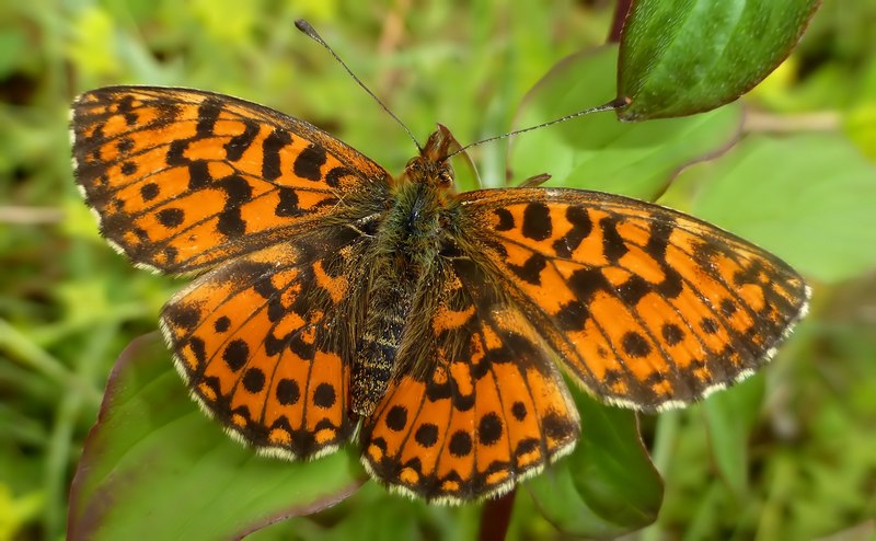 Boloria ,Cassandra & Co