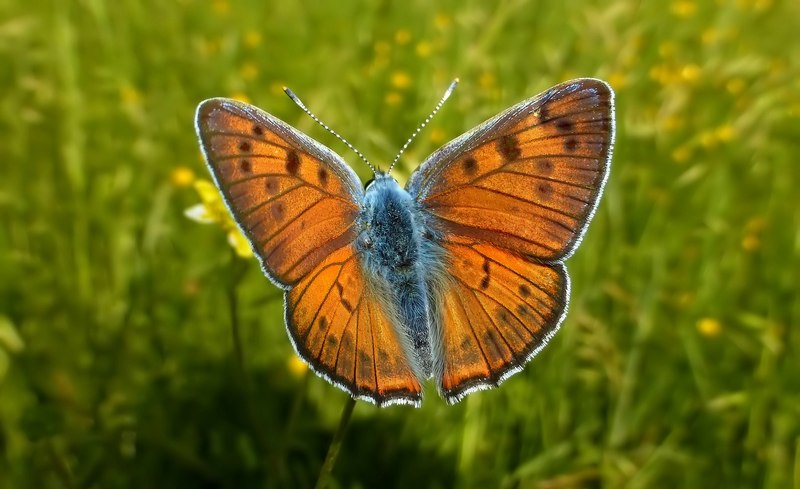 Lycaena alcyphron di pianura