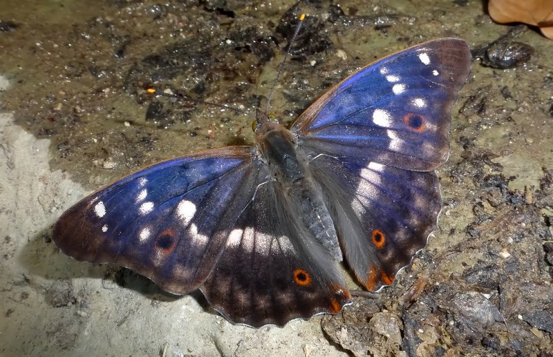 una fantastica Apatura ilia