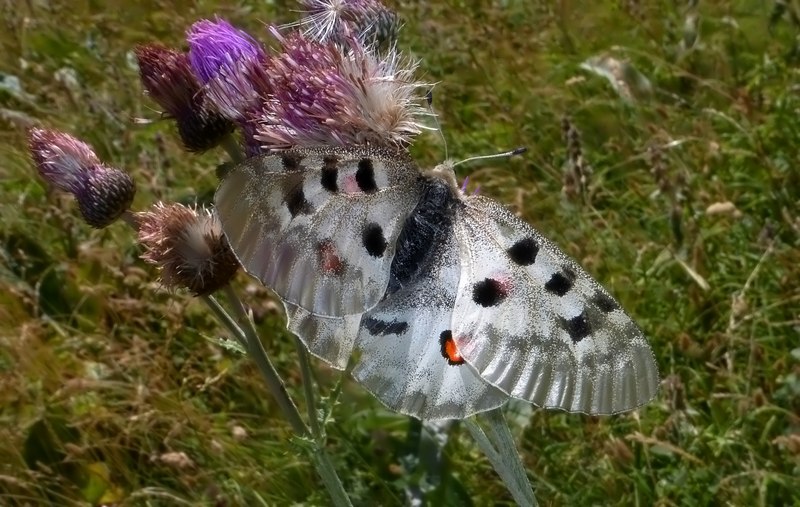 Apollo Marchigiane....