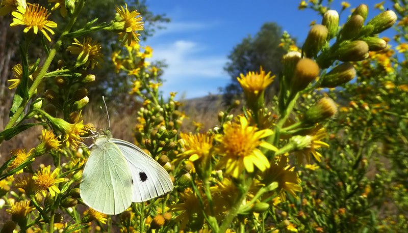 Pieridae di fine stagione....