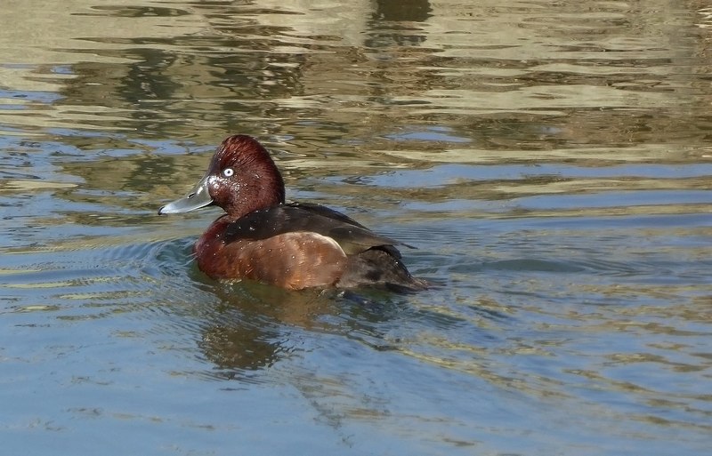 Moretta Tabaccata-Lago Trasimeno