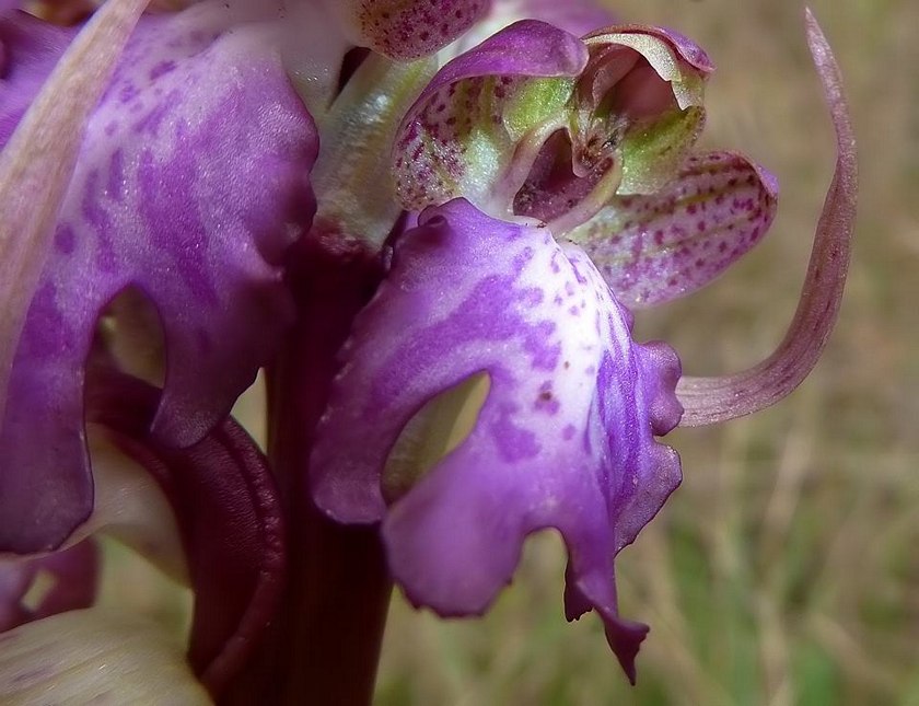 Himantoglossum robertianum...ultime fioriture