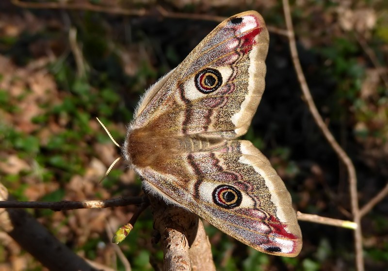 ..si Comincia : Saturnia pavoniella