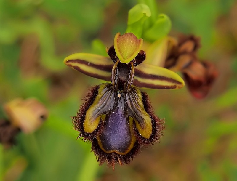 Ophrys speculum